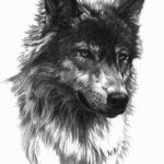 101 Mejores Ideas de Tatuajes de Lobos y sus Significados - Tatuajes Geniales tatuajes lobos diseños 6 - tatuajes de lobos