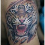 tatuajes tigres brazo hombro 2 - tigres