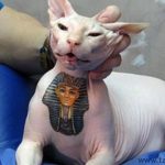 gatos tatuados 3 1 1 -