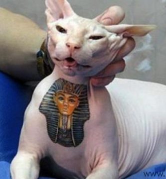 gatos tatuados 3 1 1 - tatuajes de iniciales