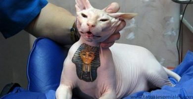 gatos tatuados 3 1 1 - méxico