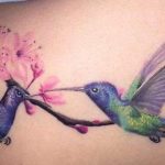 colibri - tigres